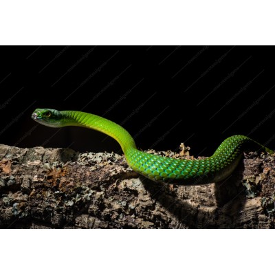 Rana Pacman Verde -  Ceratophrys Cranwelli 
